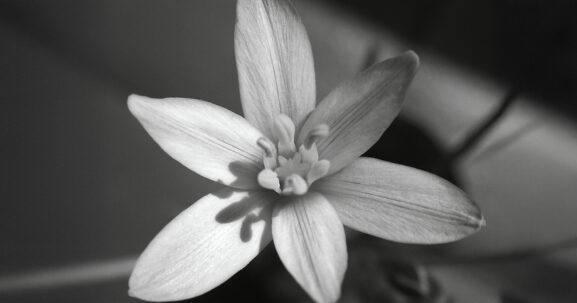 Article Les fleurs de Bach iciZen